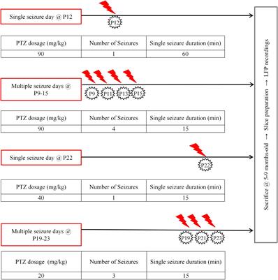 Long-Term Effects of Early Life Seizures on Endogenous Local Network Activity of the Mouse Neocortex